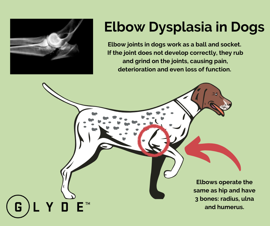 Elbow Dysplasia in Dogs What You Need to Know